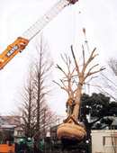 大木、貴重木の移植